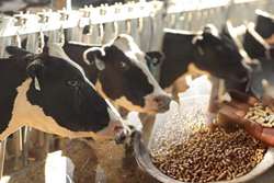 افزایش بهره وری با تغذیه دام با کنسانتره های مورد تایید دامپزشکی